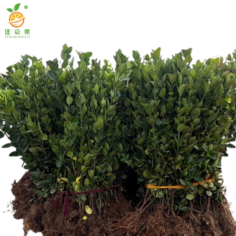 廷豪果 北海道黄杨苗 高1.6-1.7m10棵/捆高清大图