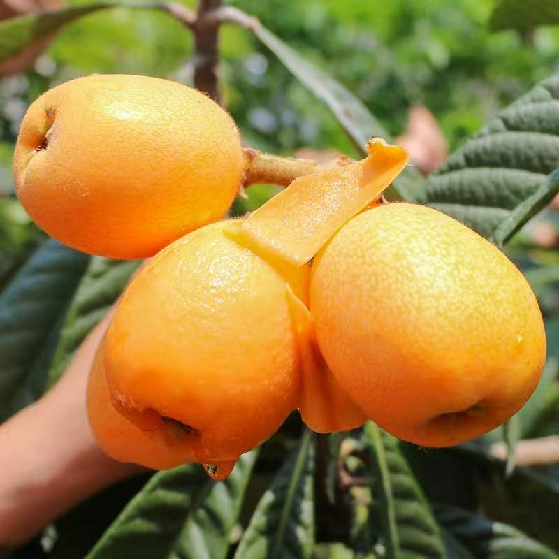 鲜贝达 四川米易枇杷3斤中果[单果30-40g][顺丰快递]