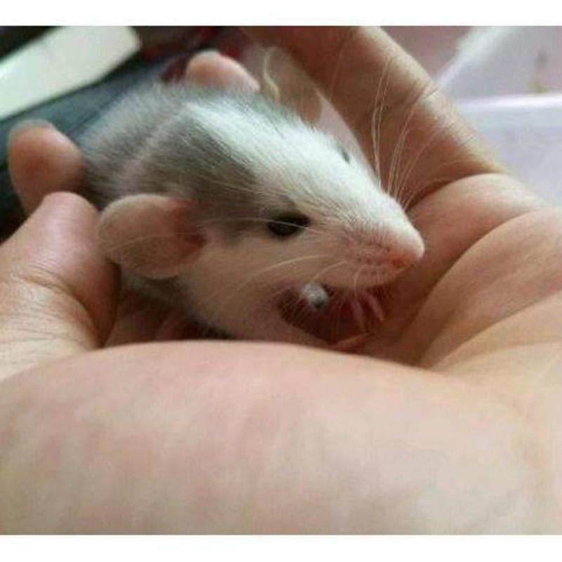 飞象耳花枝鼠小型迷你宿舍宠物包活包健康不咬人活物活体tb5花枝鼠