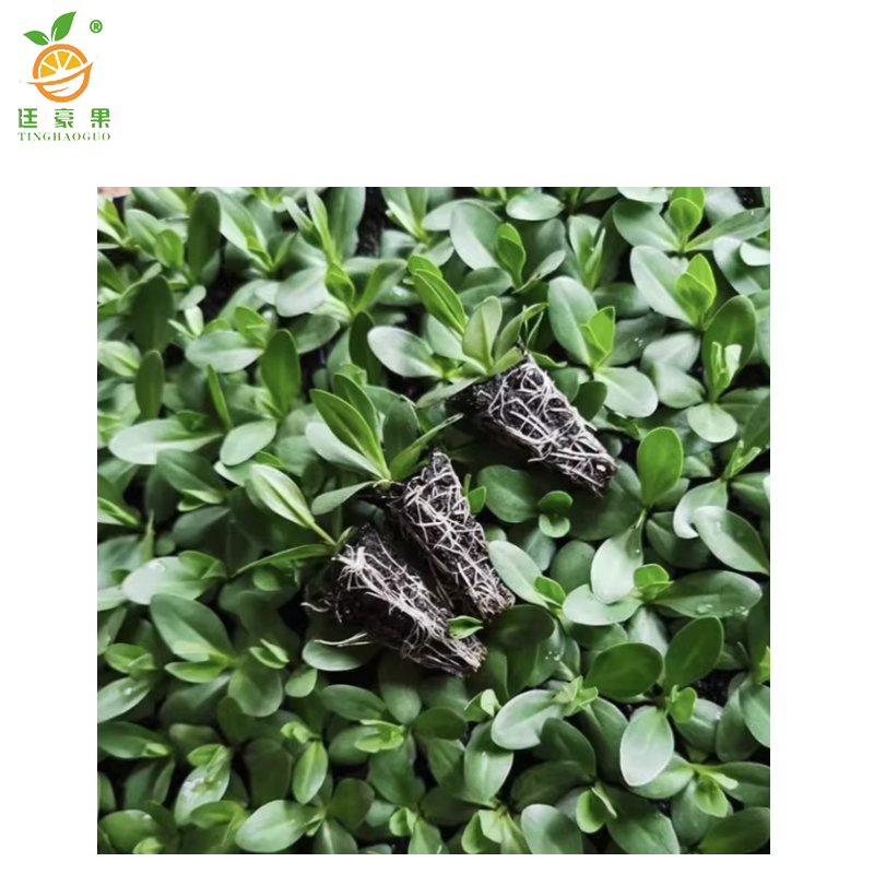 廷豪果 洋桔梗 杯苗 /盆高清大图