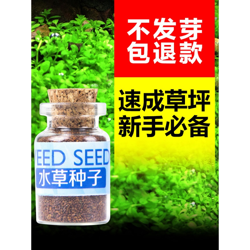 鱼缸水种籽不用泥的水种子牛毛毡珍珠水造景懒人水植物高清大图