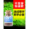鱼缸水种籽不用泥的水种子牛毛毡珍珠水造景懒人水植物 迷你矮小对叶1瓶10g装 默认尺寸