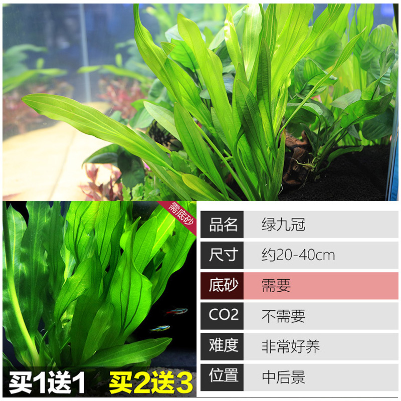 大九叶皇冠草真水草鱼缸装饰懒人水草淡水有茎类中后景性草
