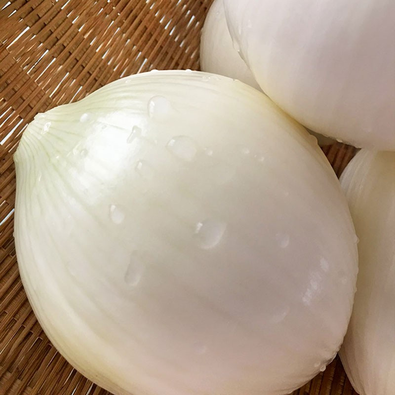 新疆皮牙子白皮洋葱25kg新鲜蔬菜