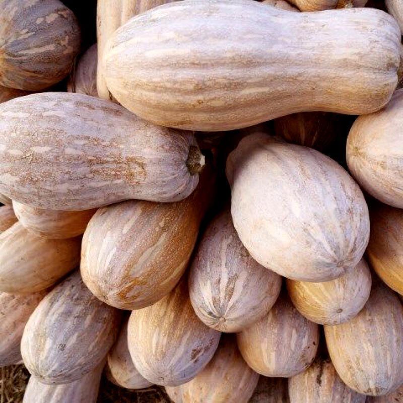 赛卡伊 蜜本老南瓜面南瓜粉糯甜云南特产铺食新鲜长南瓜整箱批发