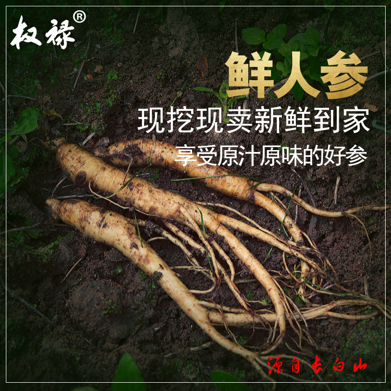 [买2份送100克]2022权禄长白山鲜人参200g装东北人参上市带土鲜参现挖现卖人参拼购精选 非西洋参22