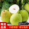 嗨果粒新疆 库尔勒香梨[顺丰] 生鲜 新鲜水果