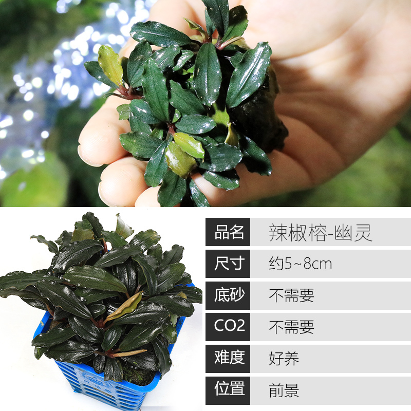 大九叶皇冠草真水草鱼缸装饰懒人水草淡水有茎类中后景性草