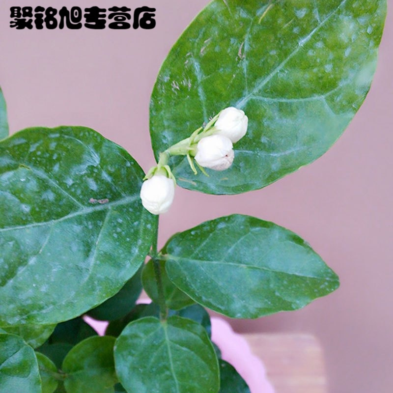 茉莉花苗盆栽 室内桌面绿植香花卉重瓣白色茉莉花净化空气生活日用办公室园艺用品花卉绿植盆栽