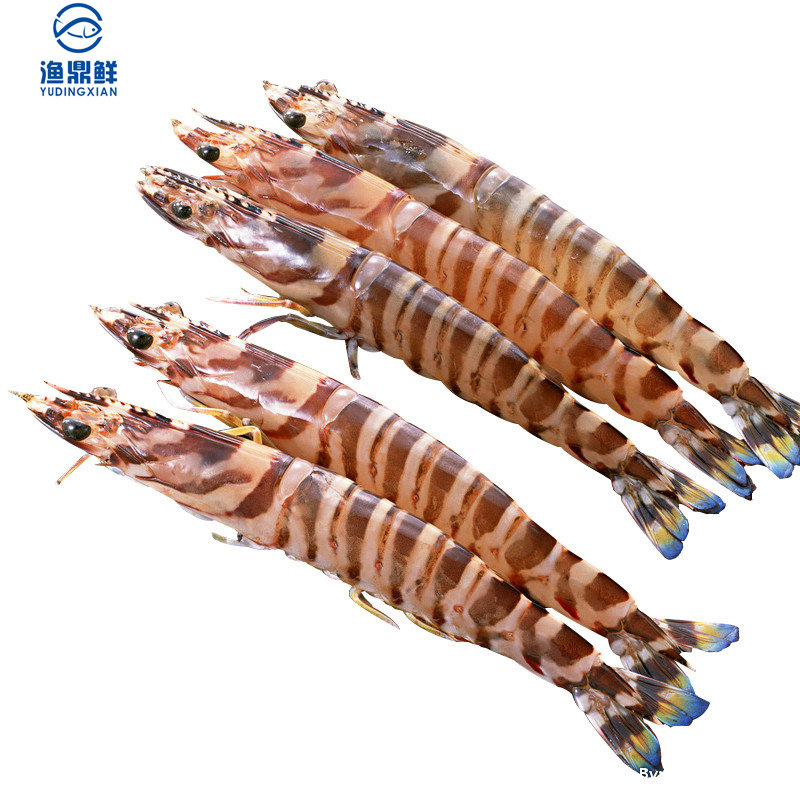 渔鼎鲜刺身级新鲜冷冻小青龙200250g花龙虾仔媲美澳洲大青龙袋装冷鲜