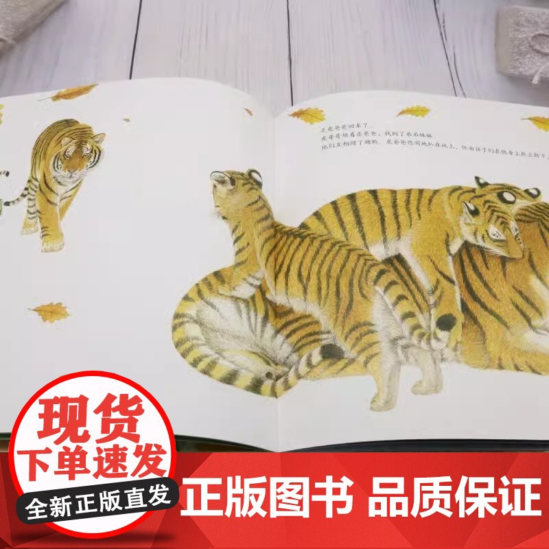 中国物种系列东北虎的故事大气磅礴的画面呈现出森林之王的威震撼人心的纸上动物记录片儿童知识科普绘本蒲公英正版高清大图