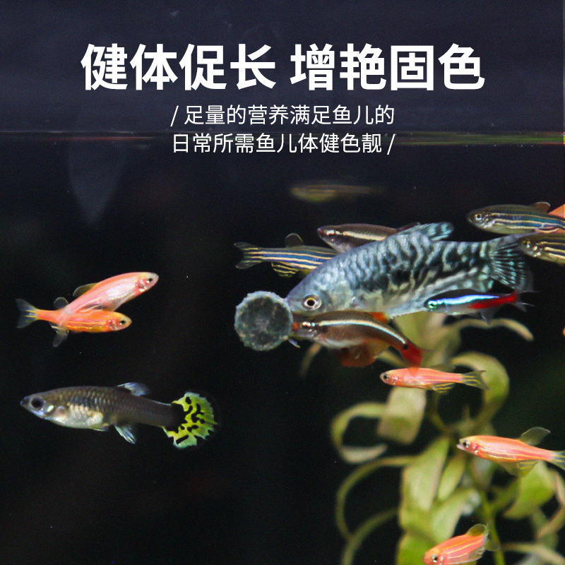 小型鱼贴片鱼食孔雀鱼饲料热带鱼红绿灯科凤尾斗鱼幼鱼苗粮食颗粒高清大图