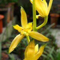 杂交兰 十八格格 客厅室内花卉 绿植盆栽花期长 壮苗