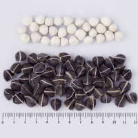 桑克拉(SUN CLARA)辣木籽250g瓶装* 2套装 共500克 食用辣木子超大颗粒 颗粒饱满旗舰店 正品辣木籽茶