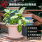日本爱丽思Deepot彩色深型月季绿植树脂爱丽丝大口径塑料加仑厚花盆