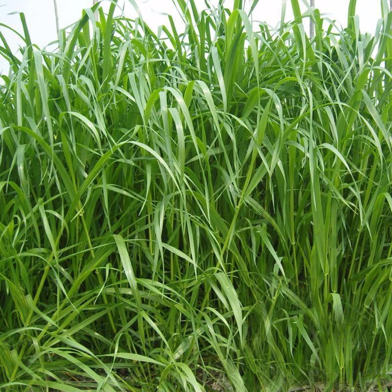 种子耐寒养牛羊鸡鹅鱼苜蓿草种籽牧草养殖黑麦草籽 冬牧70黑麦草1斤