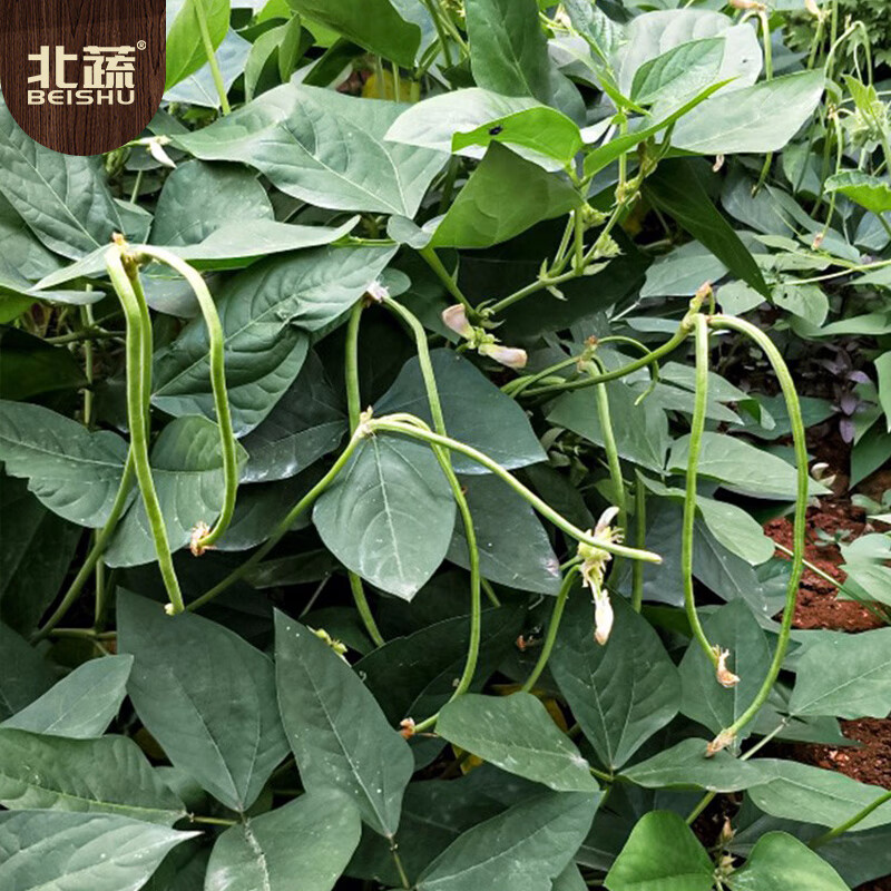 无架豆角种子 不搭架豇豆 30粒/袋高清大图