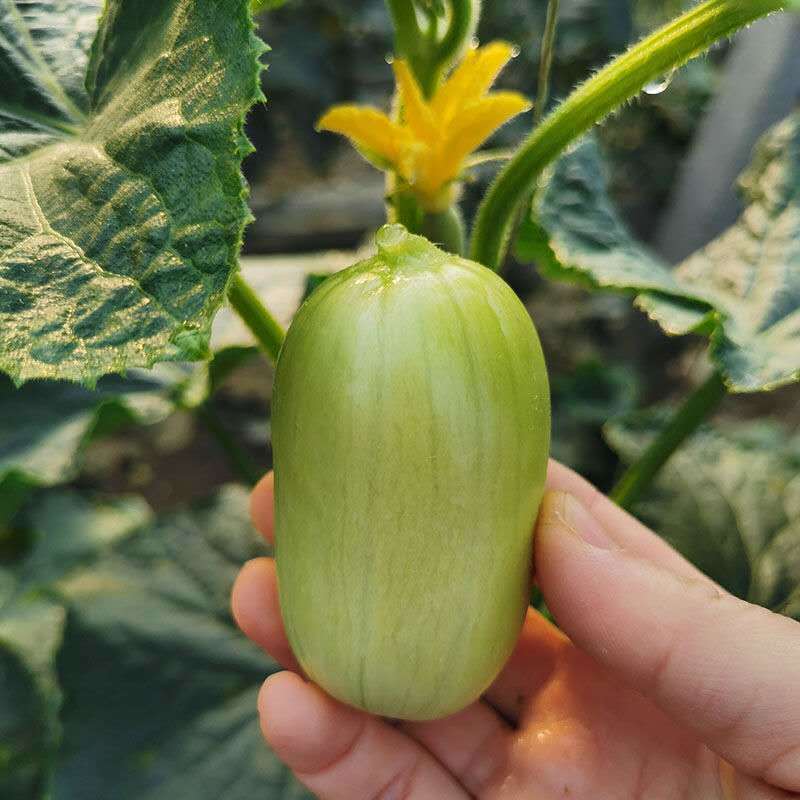 迷你黄瓜 参数规格