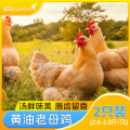 雀淘 皖南黄油老母鸡2.6-2.9斤/只 2只装 新鲜现杀冷冻净膛竹林放养健康农产品顺丰发货