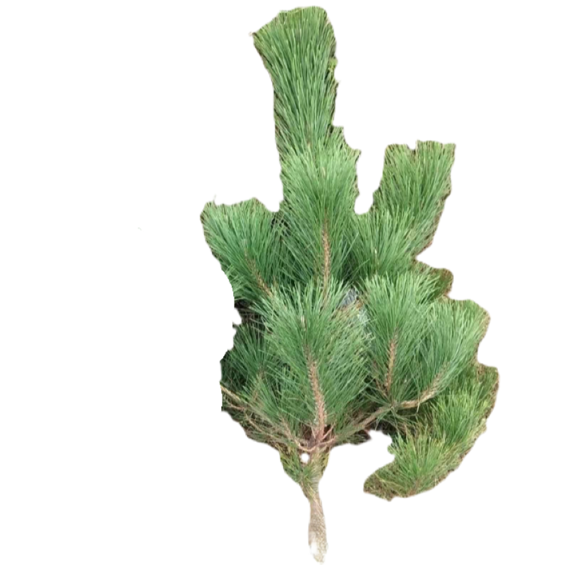 诚智旺 松树 高1m 棵高清大图