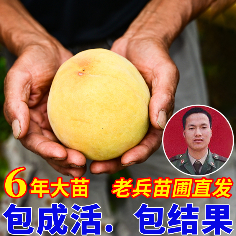 桃树果苗嫁接鹰嘴桃苗特大冬桃桃子树黄桃蟠桃水蜜桃桃树苖桃树苗报价 参数 图片 视频 怎么样 问答 苏宁易购