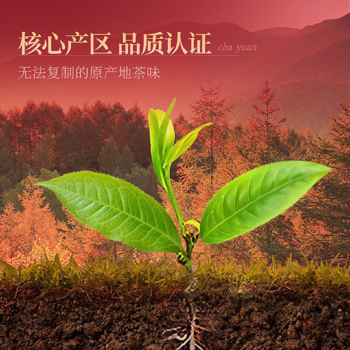 忆江南 大红袍茶叶礼盒装 烤漆系列-210g大红袍7*30小袋高清大图