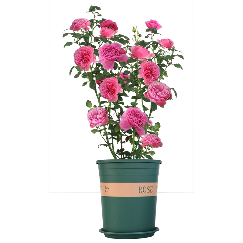 蔷薇花苗藤本月季弹痕特大浓香庭院爬藤植物花卉盆栽阳台玫瑰爬墙四季