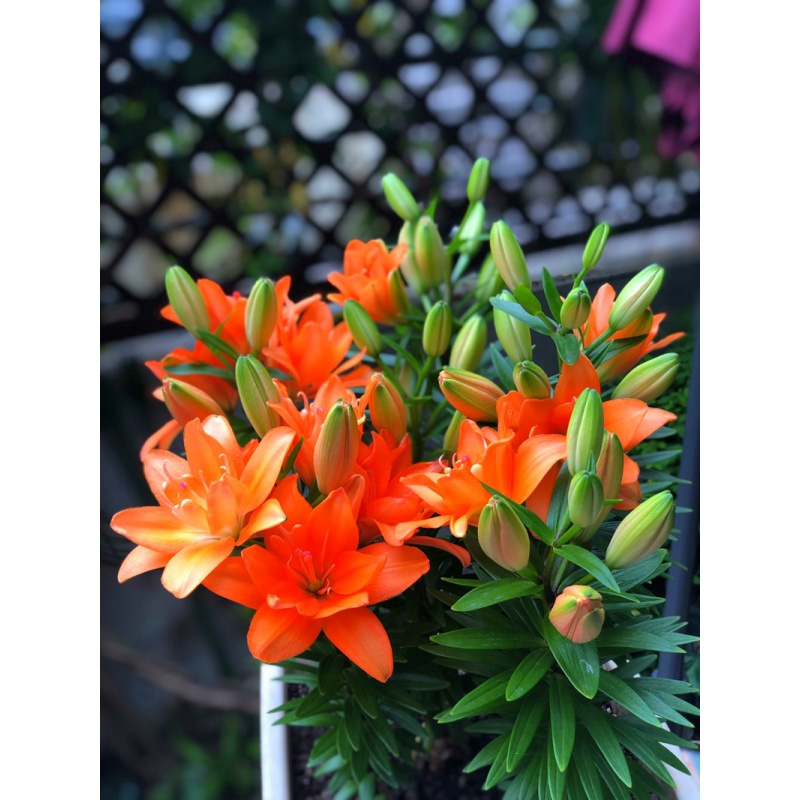 古达园艺用品香水百合花种球带芽四季好养活古达盆栽植物多花苞室内外绿植花卉种子a2橙色10棵不含盆 包成活 12 价格 图片品牌报价 苏宁易购老蜂匠园艺用品专营店