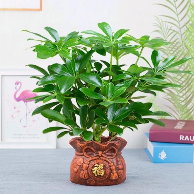 八方来财鸭脚木盆栽七叶莲绿植花卉招财树发财树摇钱树室内外好养