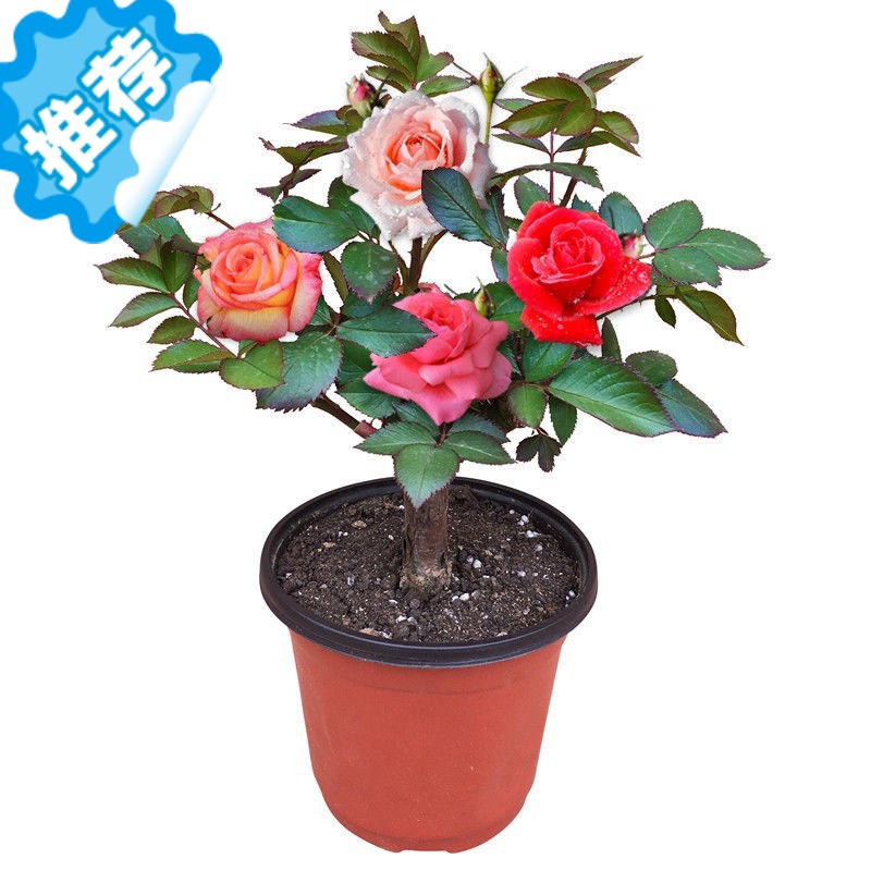 三维工匠嫁接玫瑰花苗盆栽老桩室内外浓香四季开花大花蔷薇月季绿植物花卉图片 高清实拍大图 苏宁易购