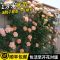白木香(小花浓香) 中苗(40-70cm高)当年开花 蔷薇花苗藤本月季大花浓香庭院爬藤植物花卉盆栽欧月玫瑰四季开花