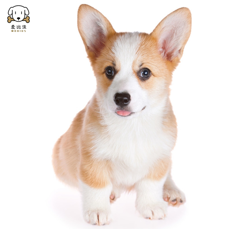 麦比佳 柯基犬活体柯基犬幼犬狗狗活体纯种血统双色三色小体柯基狗 威尔士短腿迷你后臀可爱狗狗视频挑选高清大图