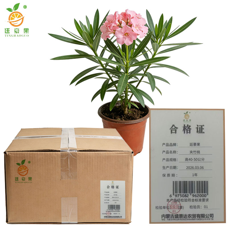 廷豪果 夹竹桃 高40-50公分 /棵高清大图