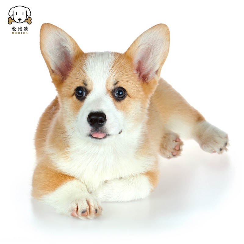 麦比佳 柯基犬活体 柯基犬幼犬狗狗活体 纯种血统双色三色小体柯基狗 威尔士短腿迷你后臀可爱狗狗视频挑选高清大图