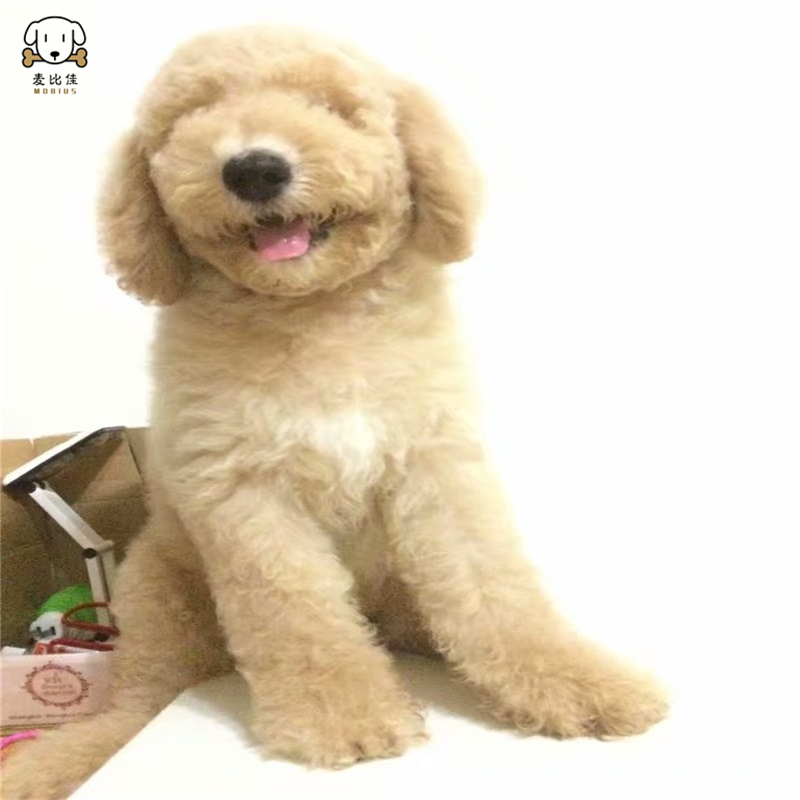 巨型贵宾犬幼犬狗狗活体巨贵幼犬 纯种血统巨大型泰迪贵宾宠物狗 卷毛贵宾大型泰迪狗 健康保障视频挑选高清大图