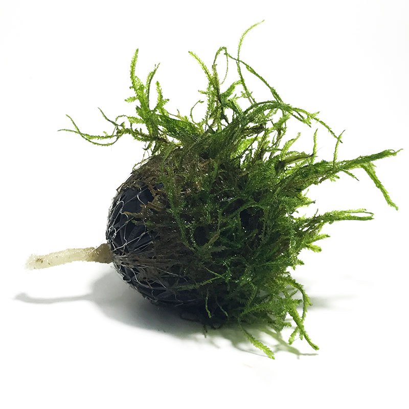 悬浮莫斯球鱼缸虾缸活体水晶虾鱼玩耍水草造景装饰观赏moss球悬浮莫斯
