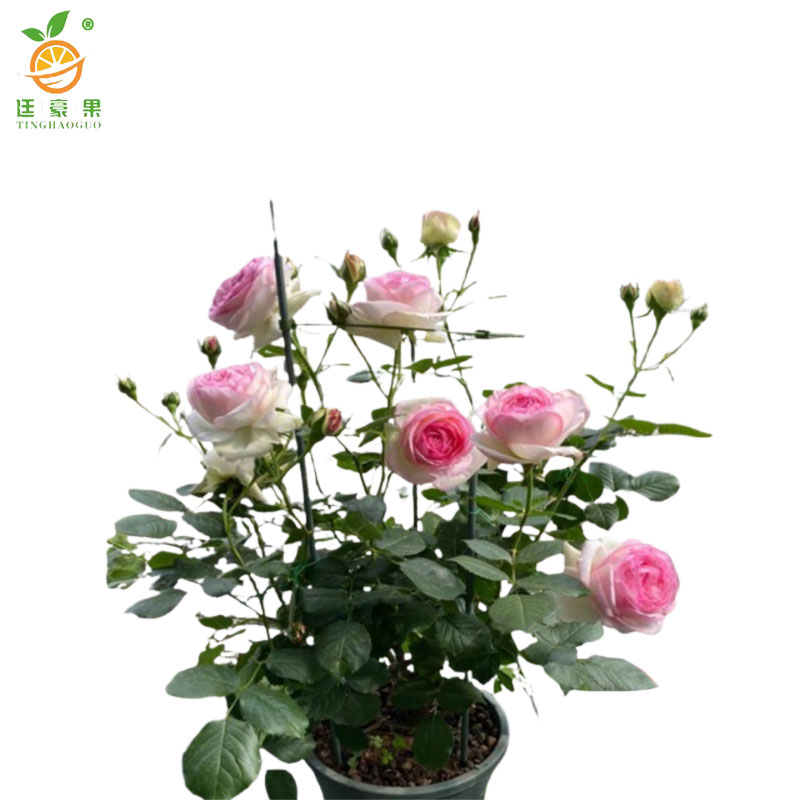 廷豪果 粉龙沙 4-6枝 /盆高清大图