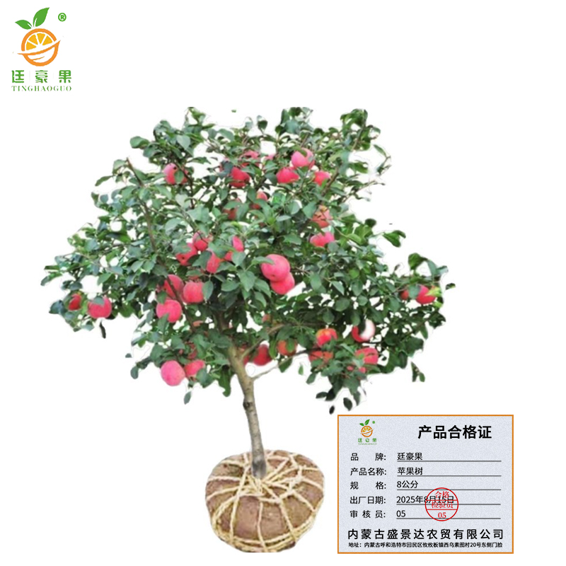 廷豪果 苹果树 8公分 /棵高清大图