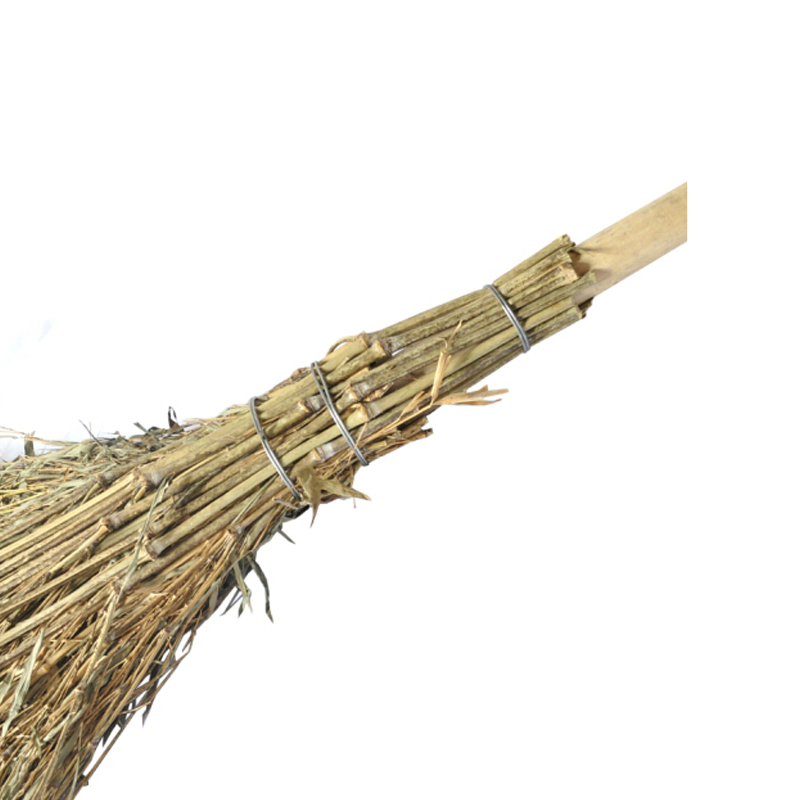 庞氏竹子大扫把无叶子