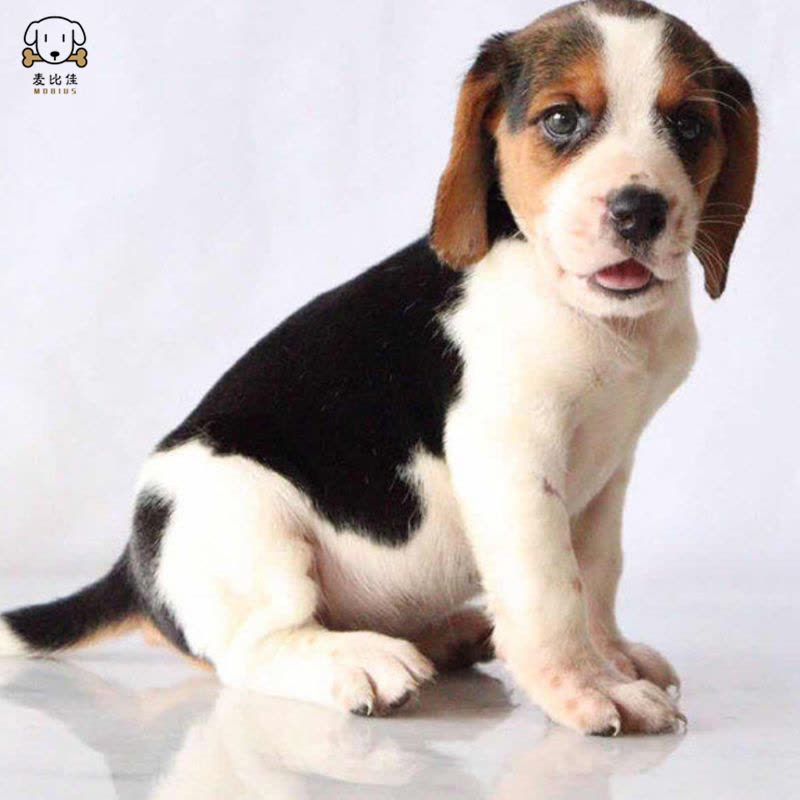 麦比佳 比格犬幼犬比格犬狗狗活体 纯种血统家庭犬小体比格幼崽短毛米格鲁犬比格宠物狗健康保障视频挑选图片