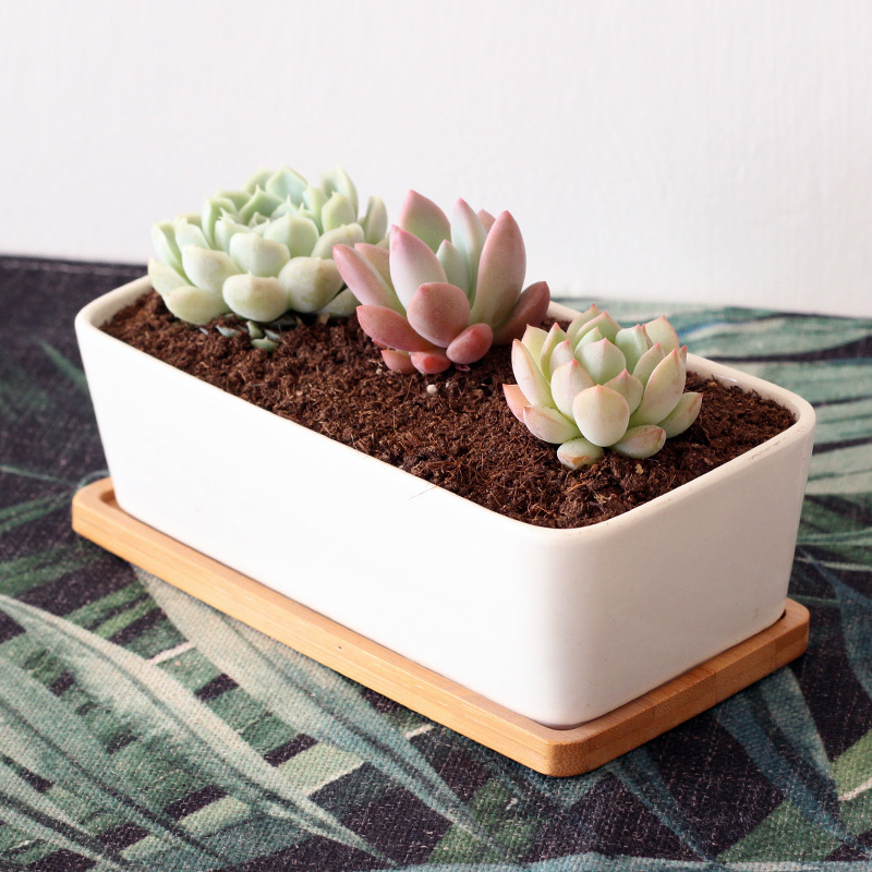 津沽园艺花盆底托长方形大号花托竹托多肉植物花盆底托白瓷花盆托盘防止漏水朱托盘1个图片 高清实拍大图 苏宁易购