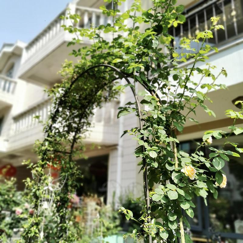 铁艺拱花架庭院爬藤架铁线莲葡萄欧月支架藤本植物攀爬支架