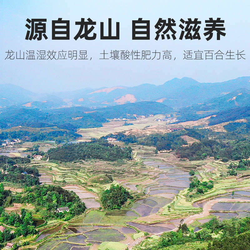 250g圆罐百合干 百合干250g百合干货银耳莲子羹搭档湖南隆回龙牙百合片养生茶官方旗舰店