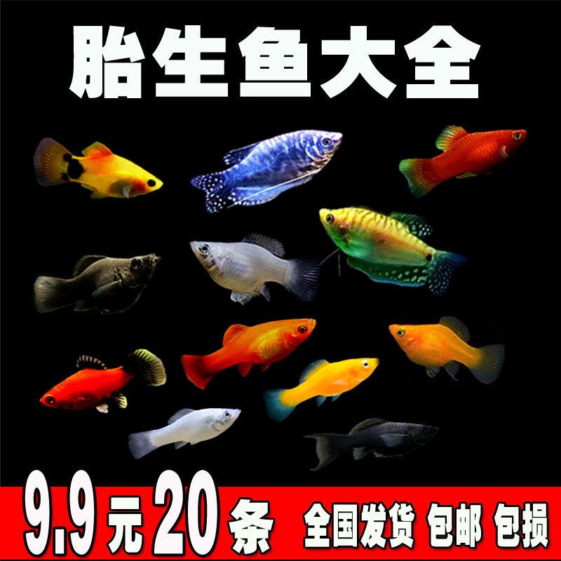 胎生鱼 观赏鱼活体小型黑玛丽金牡丹月光鱼热带米奇鱼 宠物皮球鱼 特价胎生鱼8条送2条备损共10条