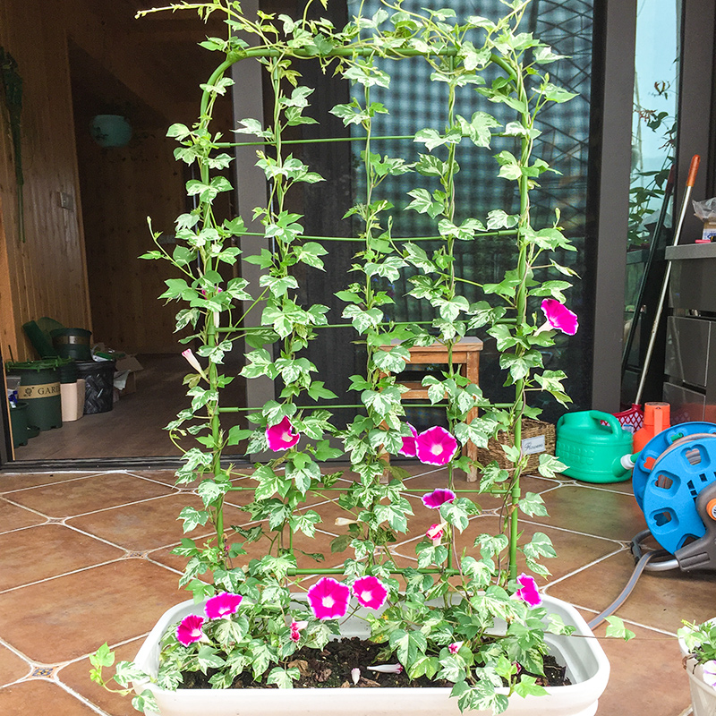 阳台植物爬藤花架喇叭花铁线莲造景屏风盆栽牵牛花攀爬网格架子图片 高清实拍大图 苏宁易购
