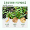 礼盒装森山牌铁皮枫斗胶囊 0.4g/粒*12粒*3盒中老年石斛保健品