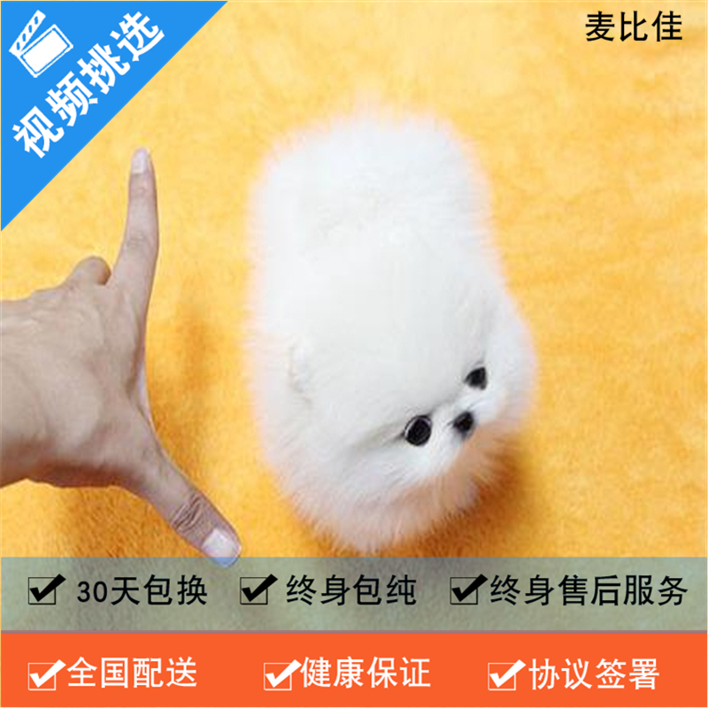 纯种哈多利系球体博美犬活体动物 茶杯博美犬 日系俊杰双血统长不大的茶杯狗白色博美犬 赛级博美犬活体狗狗纯种博美犬终身包纯