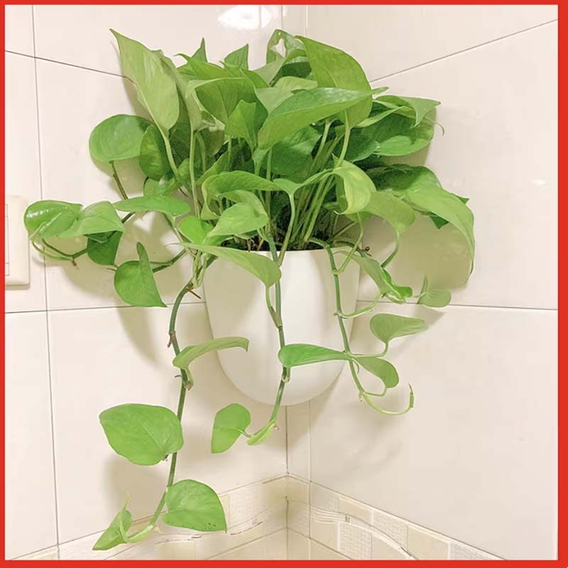 挂壁水培壁挂花盆 深灰色角落花盆高清大图