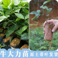 牛大力苗树苗小叶细叶中叶大叶牛大力苗种苗牛大力包邮野生苗种子