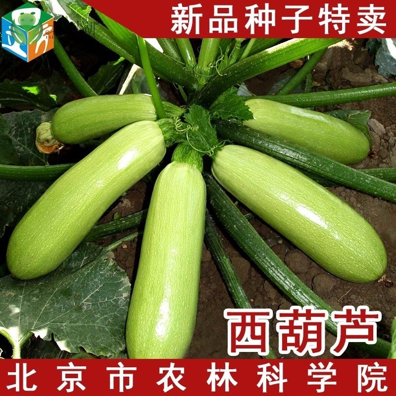 北园湖黄瓜种子丝瓜冬瓜苦瓜小金瓜小南瓜西葫芦盆栽瓜果种子西葫芦粒报价 参数 图片 视频 怎么样 问答 苏宁易购
